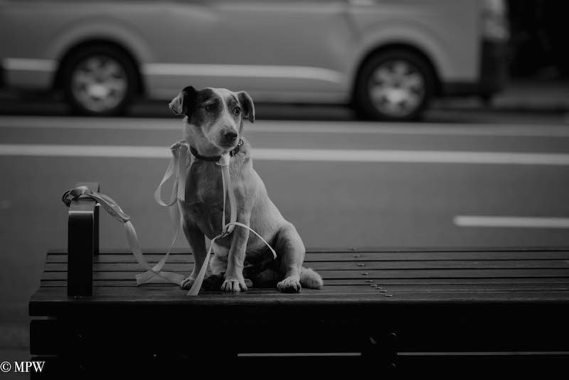 Mike Wheelton. The largest collection of colour, black and white street photography. Taken in and around Queen Street, Auckland city, New Zealand.