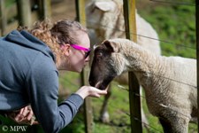feeding the sheep at Kiwi Valley Animal Farm in West Auckland, and getting an eye-balling!