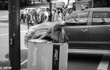 black and white photos queen street auckland mike wheelton