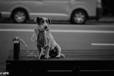 Mike Wheelton. The largest collection of colour, black and white street photography. Taken in and around Queen Street, Auckland city, New Zealand.